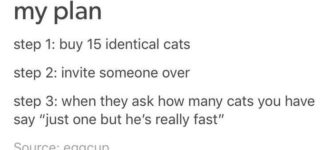 Speedy+cat%2C+speedy+cat%26%238230%3B+what+are+they+feeding+you%3F