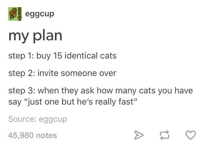 Speedy+cat%2C+speedy+cat%26%238230%3B+what+are+they+feeding+you%3F