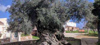 Olive+tree+of+Vouves+is+3000+years+old.