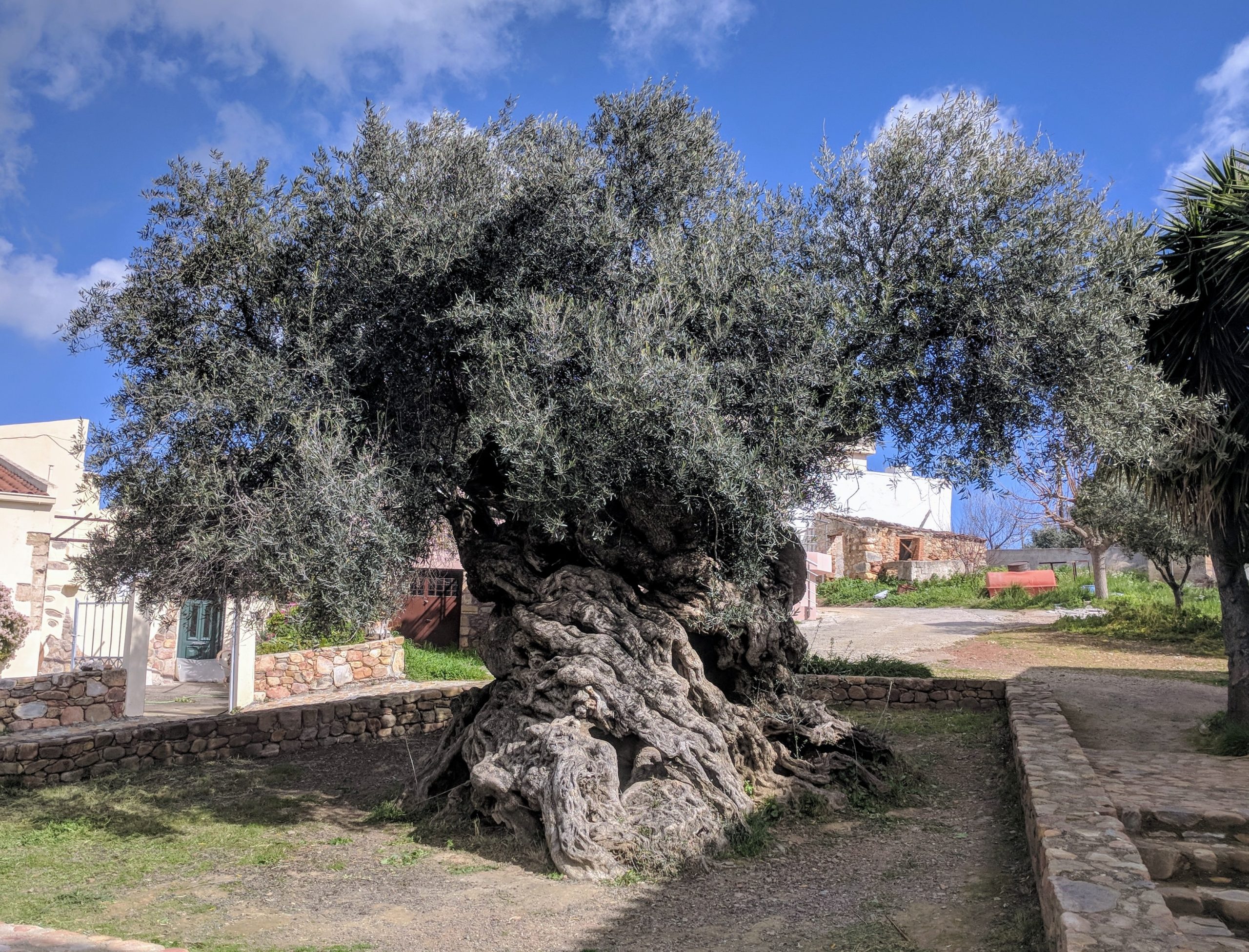 Olive+tree+of+Vouves+is+3000+years+old.