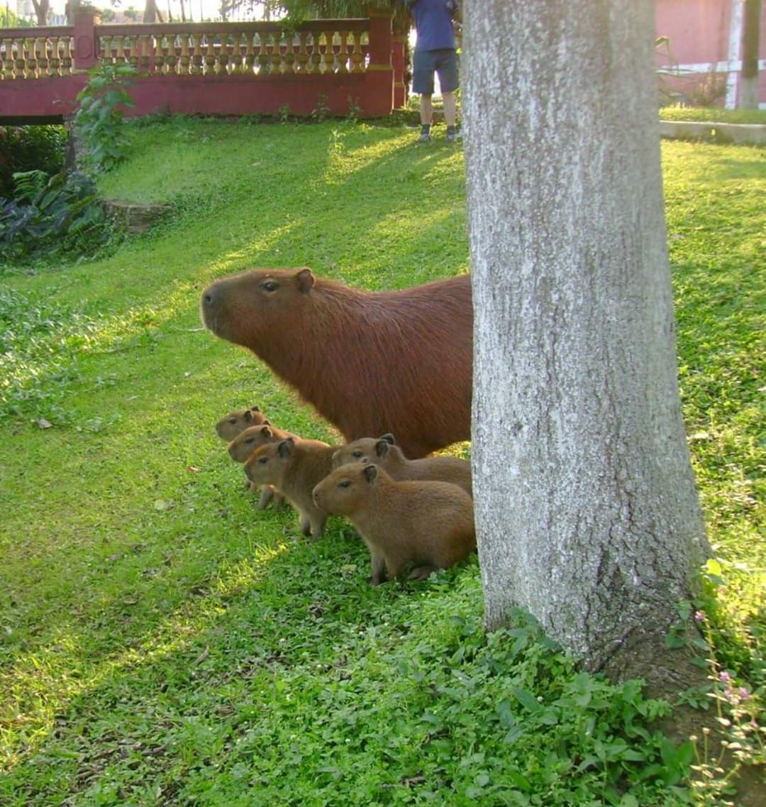 We%26%238217%3Bre+a+Cappy+family%26%238230%3B