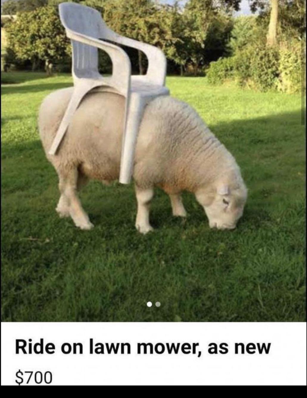 Lawn+mowing+2020