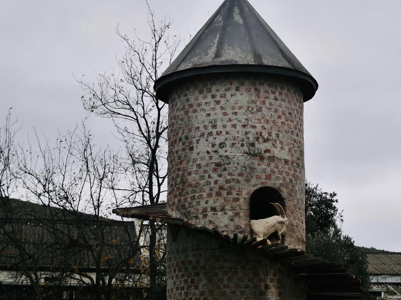 The+goat+in+the+watchtower.
