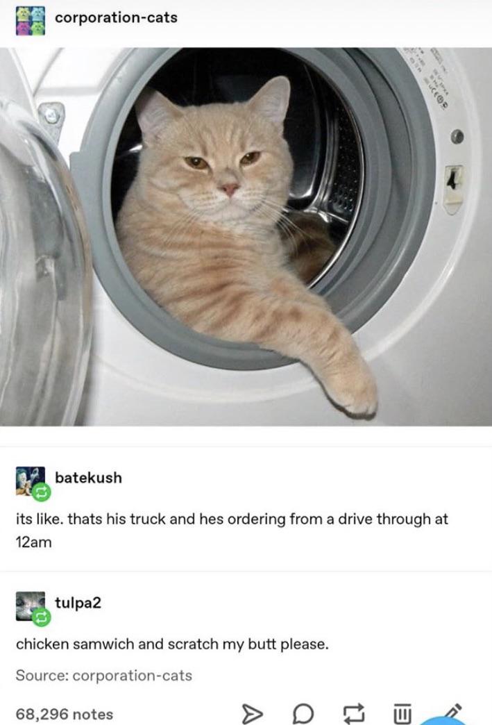 drive+thru+window+cat