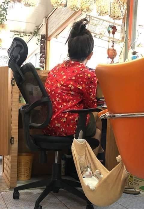 Bring+your+cat+to+work+day+%F0%9F%98%8E