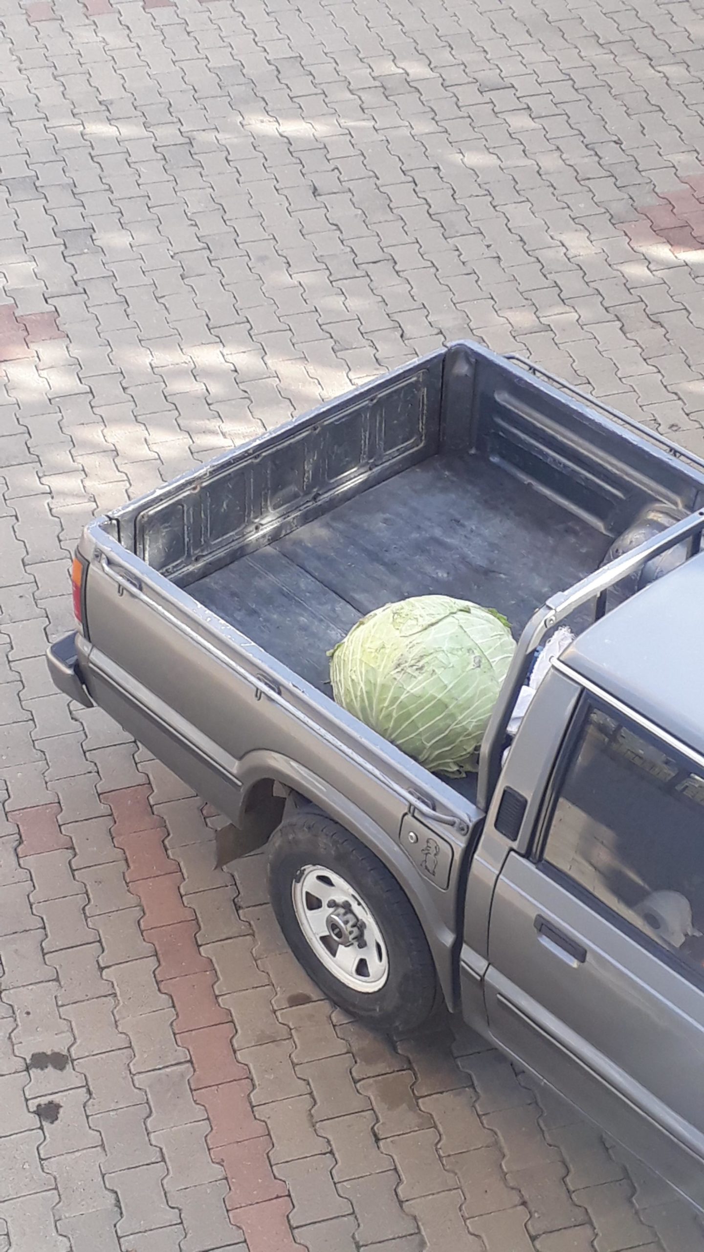 Cabbage+smuggling+is+big+this+year.