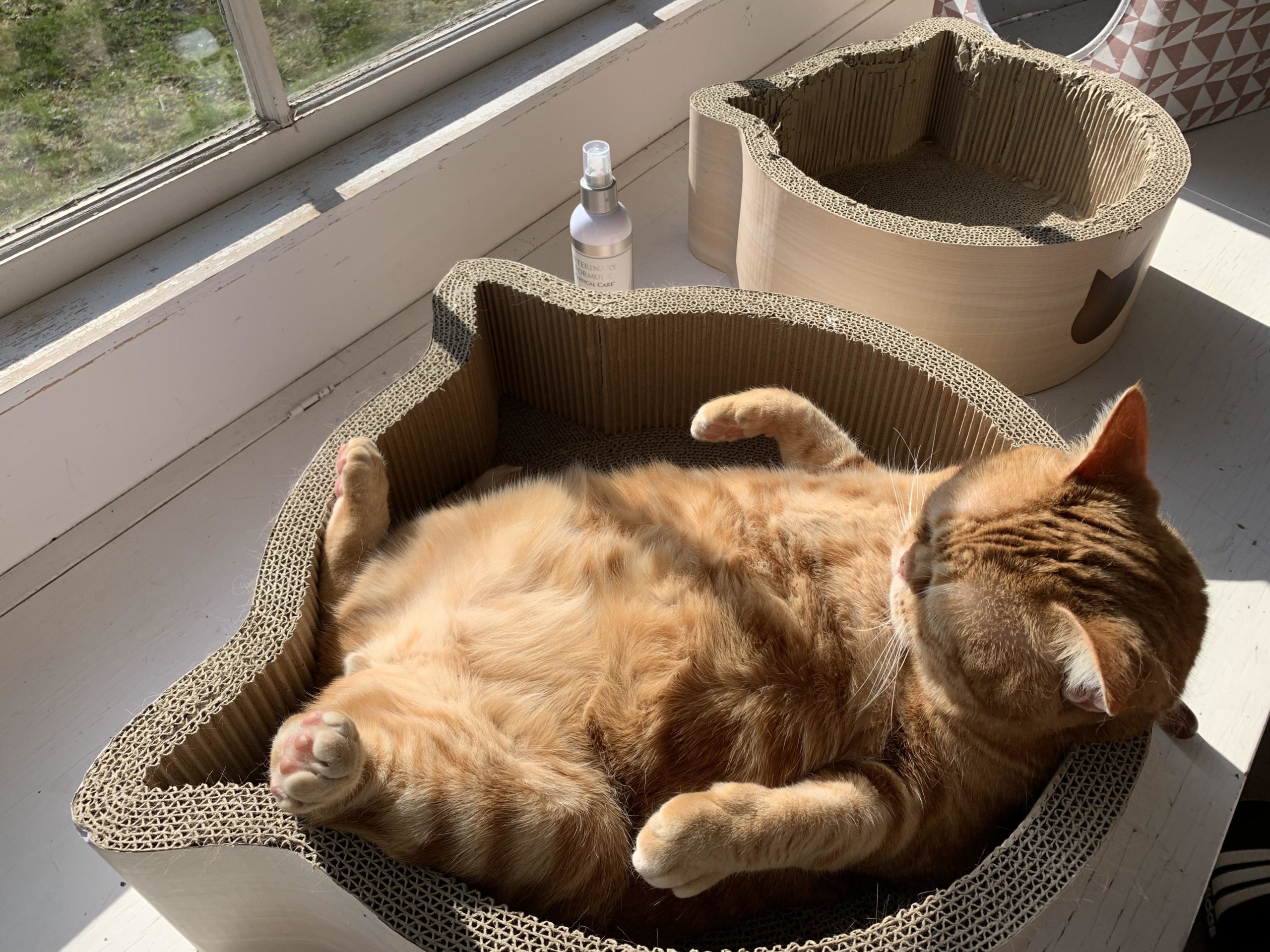 This+guy+knows+how+to+lounge.