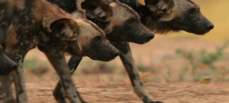 African+Wild+Dogs+Marching