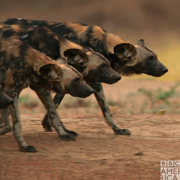 African+Wild+Dogs+Marching