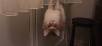 Spidermeow