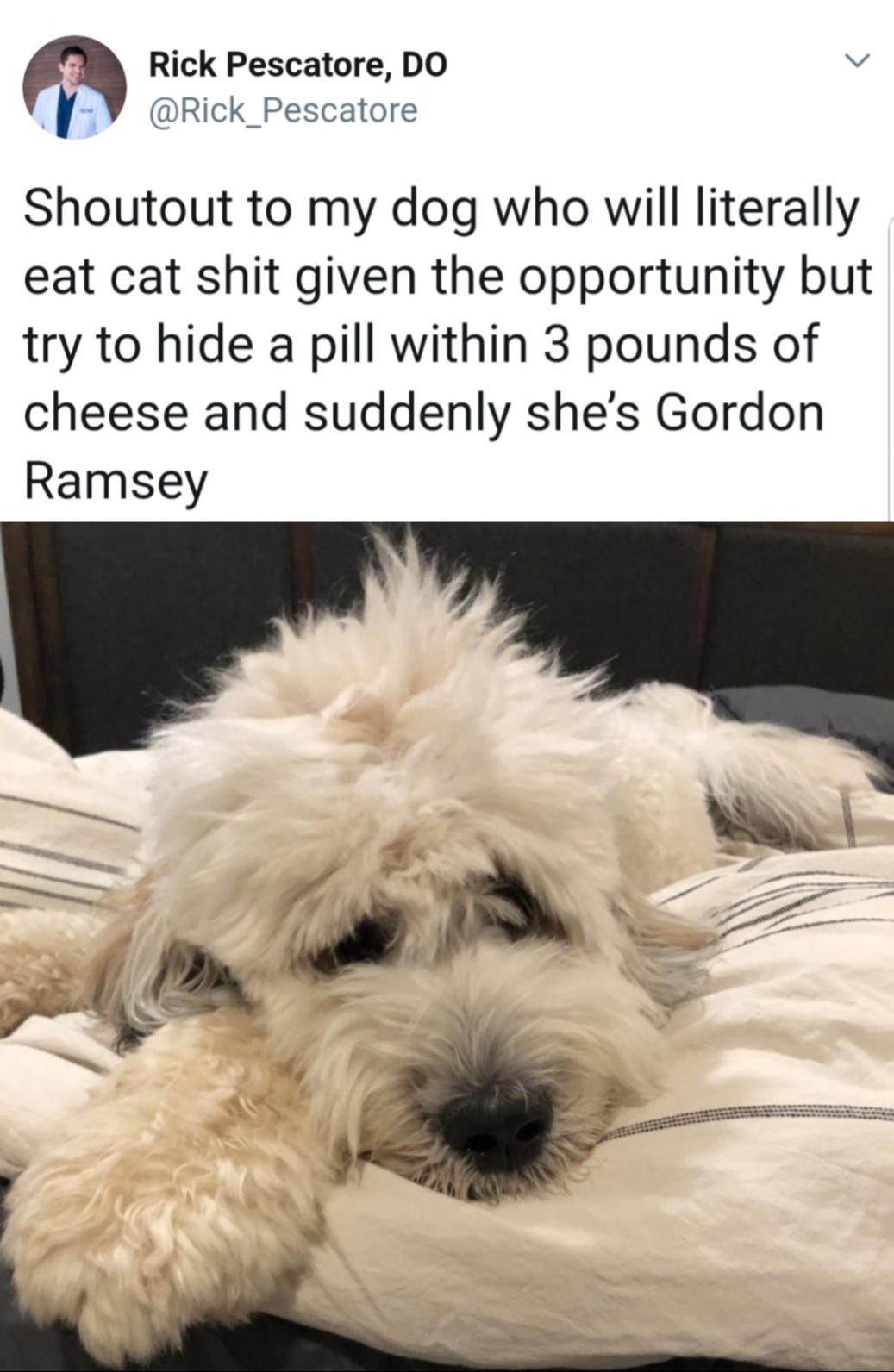 The+goodest+Gordon+Ramsay