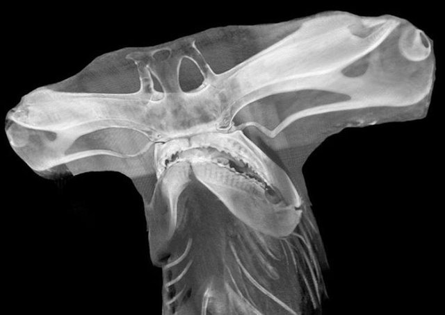 X-Ray+of+a+Hammerhead+shark.