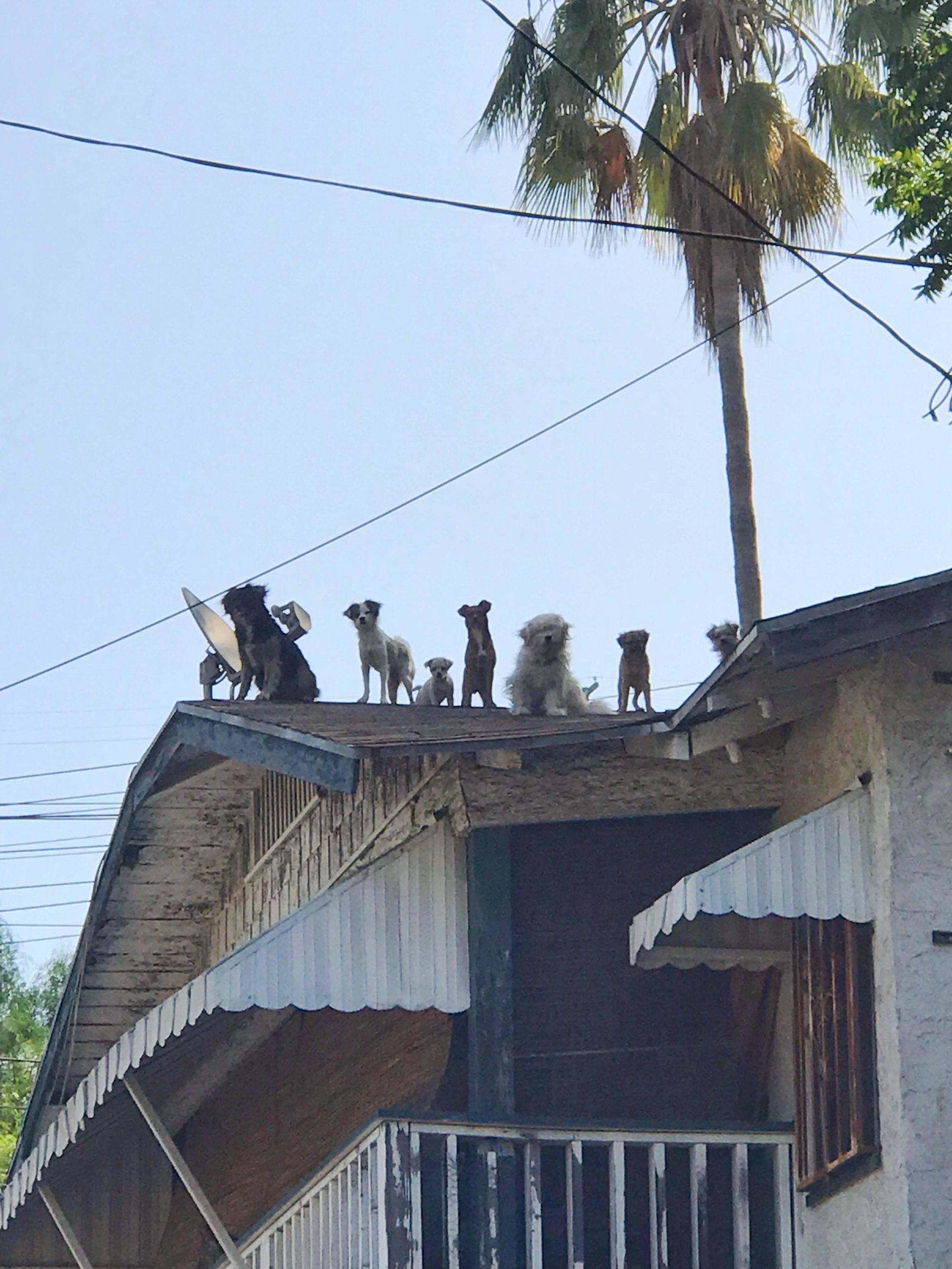 Isle+of+Dogs%2C+Los+Angeles