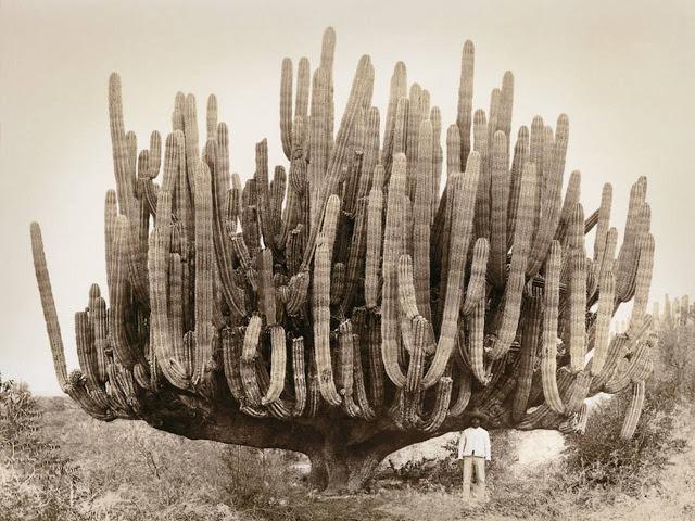 Posing+with+a+massive+cactus+in+Mexico%2C+roughly+1895