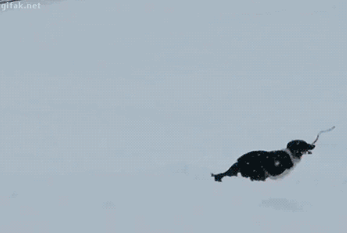 Dog+stops+two+skiers+to+get+some+very+important+assistance.