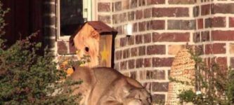 New+Porch+Cat