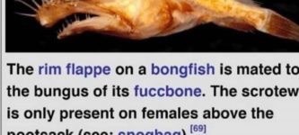 bongfish