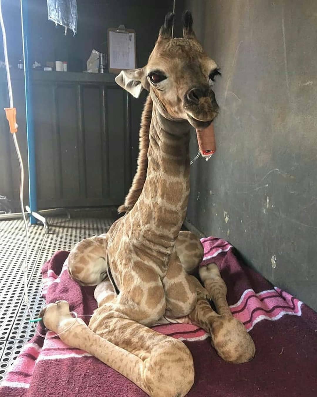 A+baby+giraffe+named+Jazz.
