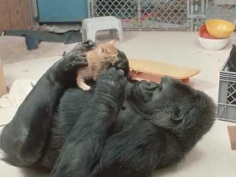 Koko+with+one+of+her+kitties