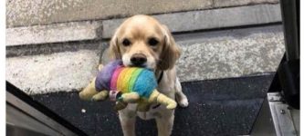 Good+boy+wants+his+Bark+Box