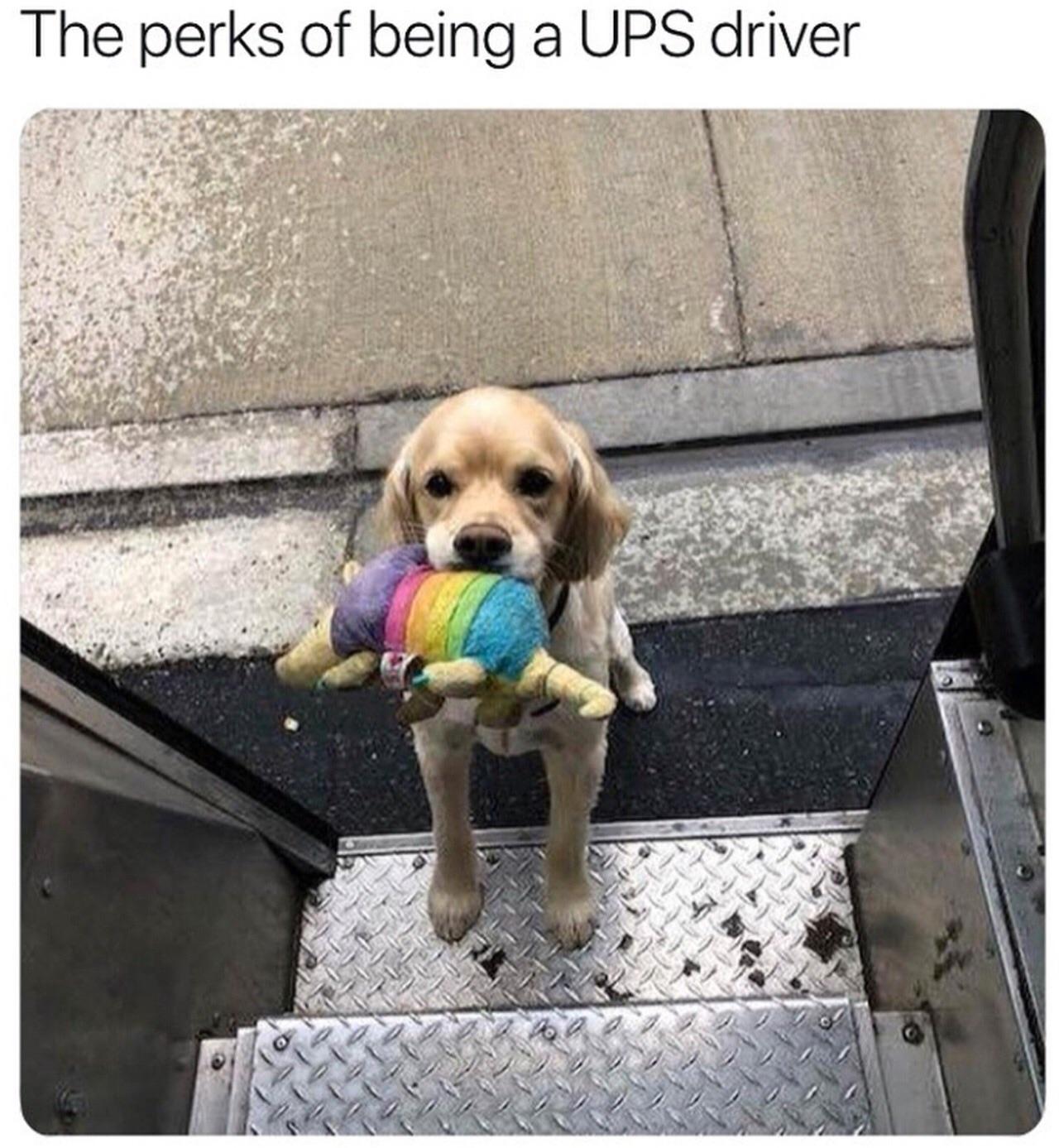 Good+boy+wants+his+Bark+Box