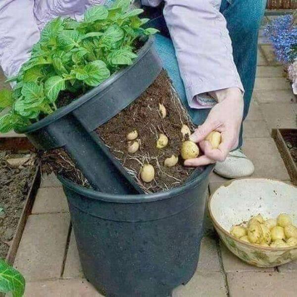 This+plant+holder+allows+you+to+collect+vegetables+without+digging+out+the+entire+plant.
