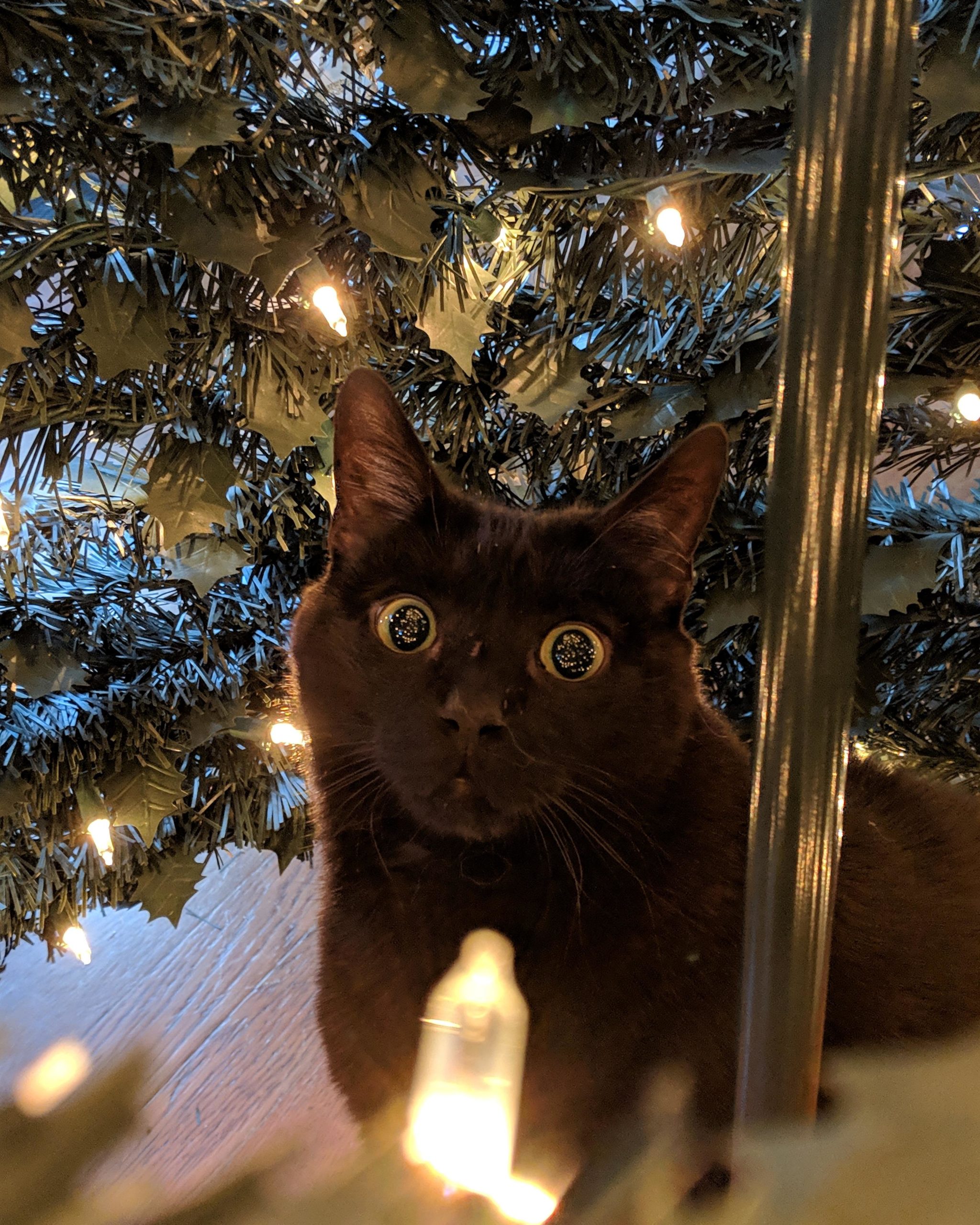 The+eyes+scream+the+tale+of+a+destroyed+Christmas+tree.