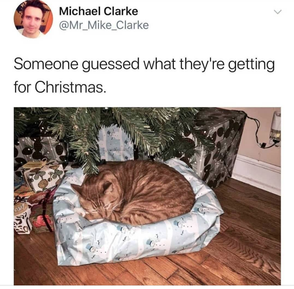 There%26%238217%3Bs+no+fooling+this+kitty