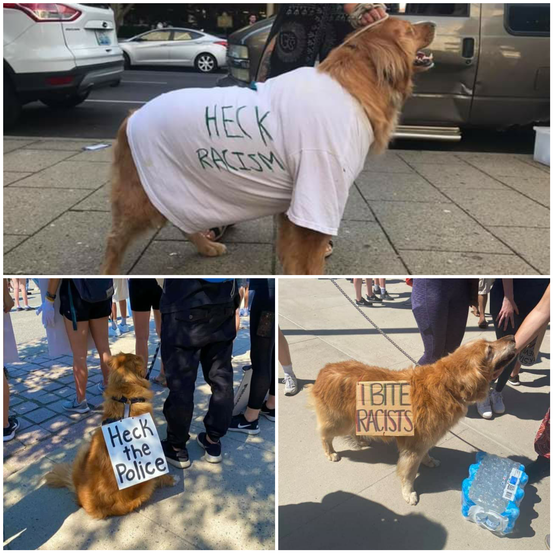 Service+dogs+at+work.