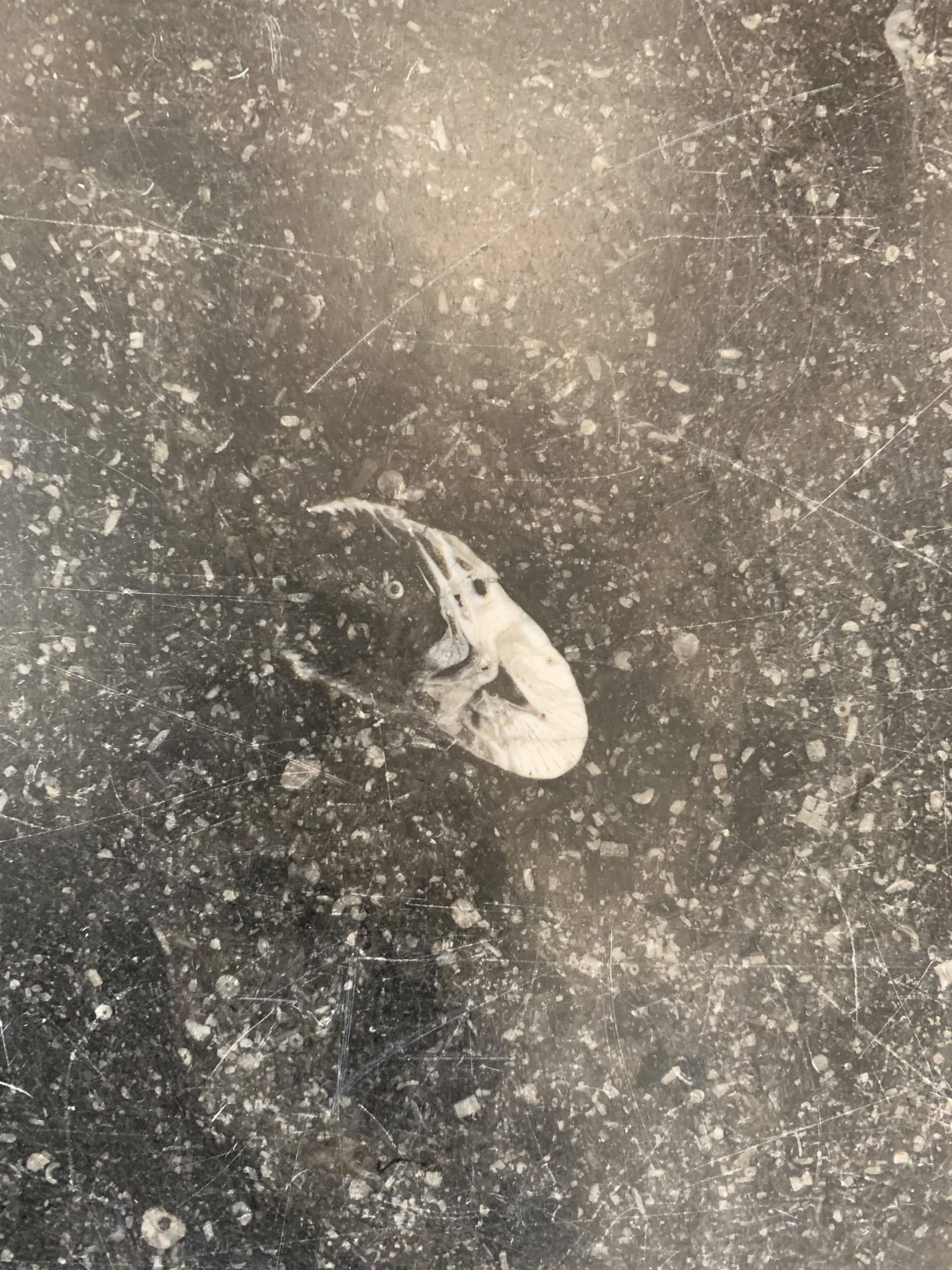 Fossil+of+prawn+in+the+Marble+Foyer+at+the+Australian+Parliament+House+in+Canberra%2C+Australia