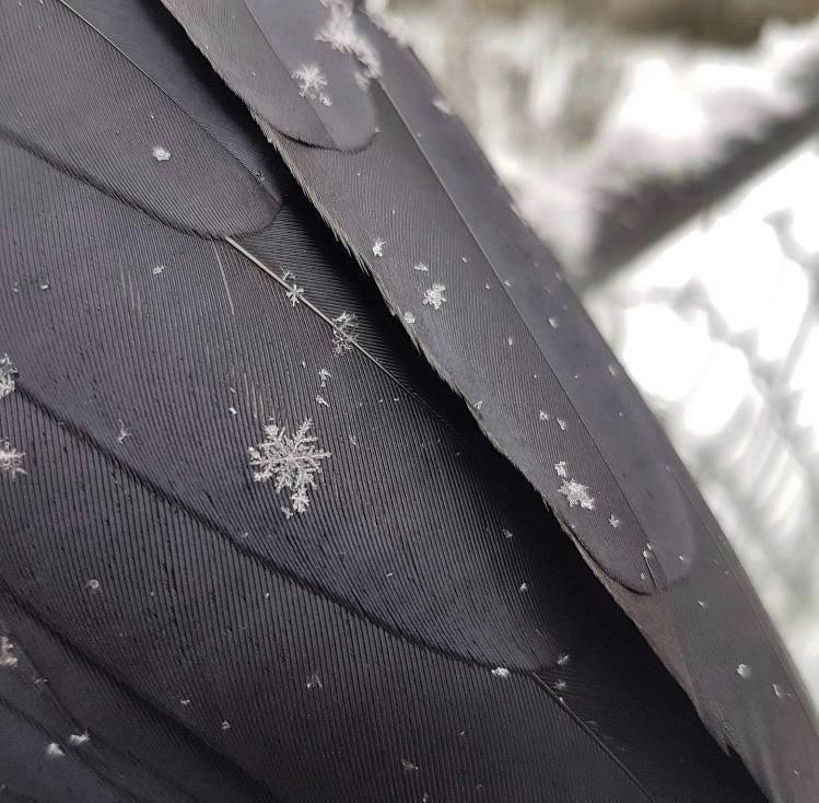 Crows+collecting+snowflakes.