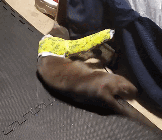 He+broke+his+leg+and+doesn%26%238217%3Bt+agree+with+the+cast.