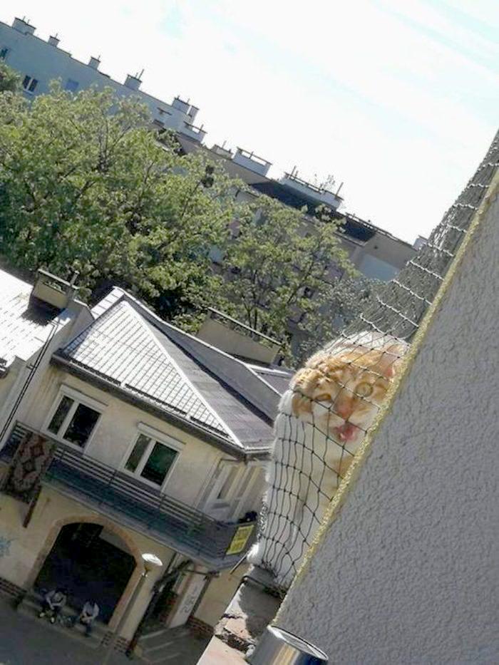 Cat+On+The+Balcony