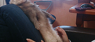 When+ferrets+fall+to+sleep.