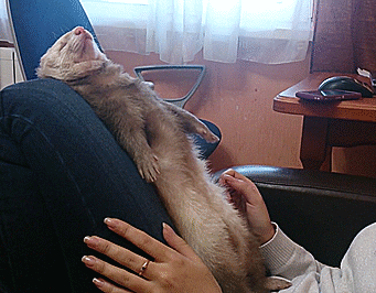 When+ferrets+fall+to+sleep.