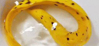 Forbidden+snack%3A+The+Banana+Eel%2C+named+for+its+coloration+and+markings+resembling+a+ripe+banana