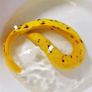Forbidden+snack%3A+The+Banana+Eel%2C+named+for+its+coloration+and+markings+resembling+a+ripe+banana