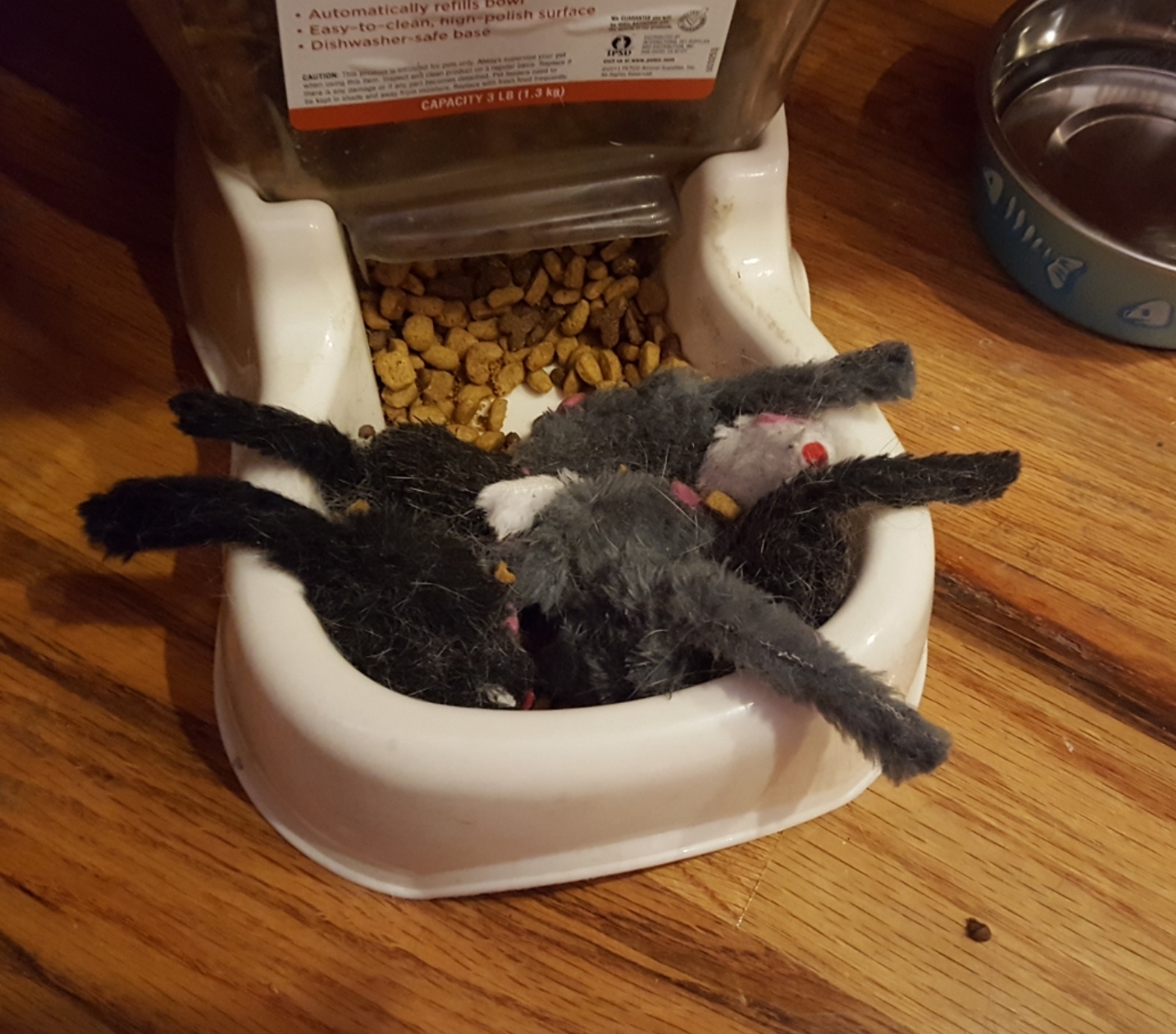 Apparently%2C+my+cat+wanted+to+feed+all+her+toy+mice+last+night.