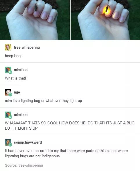 Learning+about+fireflies+for+the+first+time