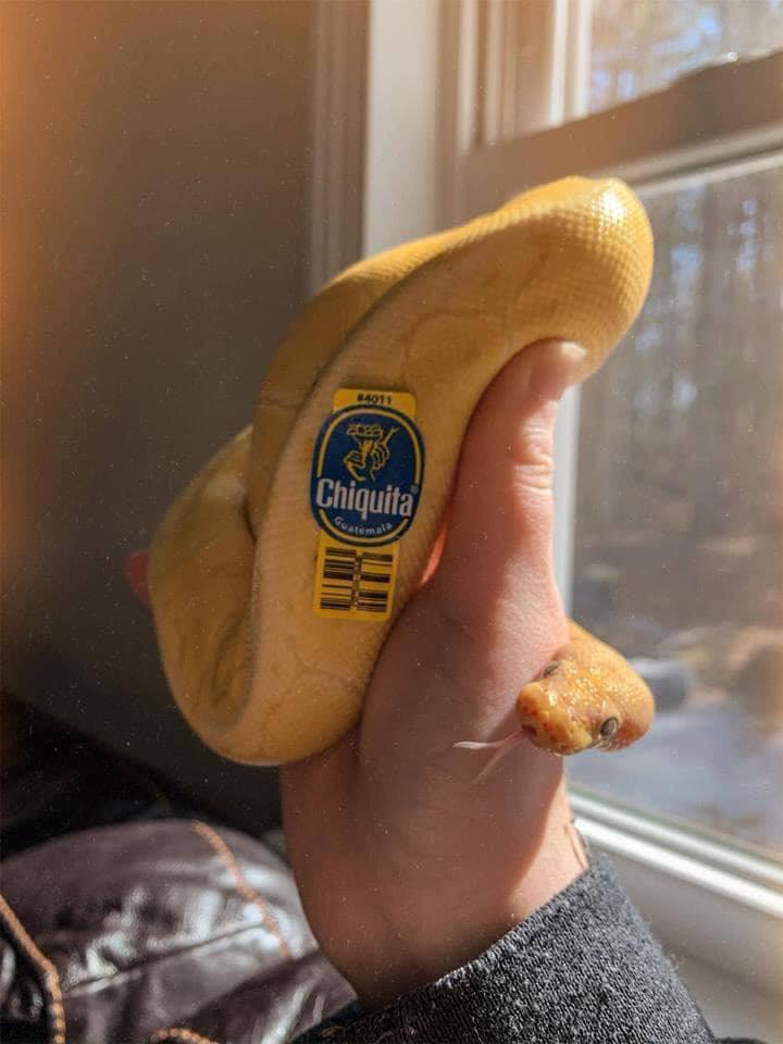 Danger banana. 