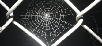 Spiders+have+no+idea+how+cool+their+webs+look.