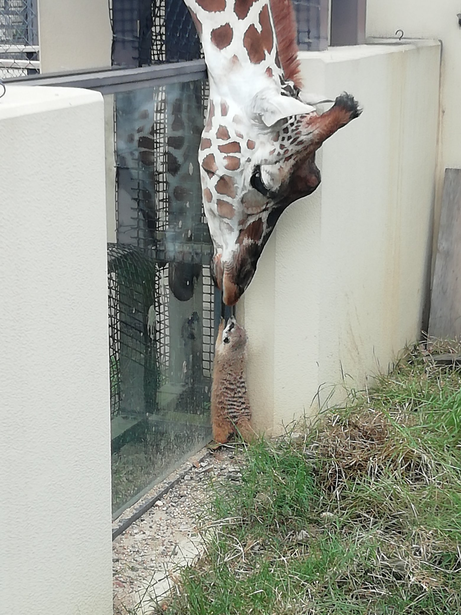 A+giraffe+reaching+over+to+meet+a+friend.