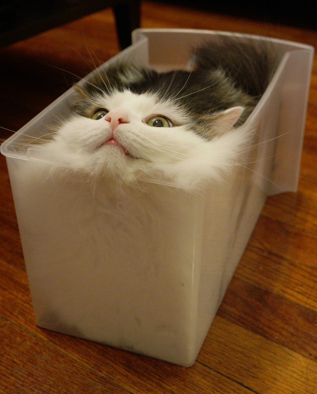 It%26%238217%3Bs+my+cat+in+a+box.