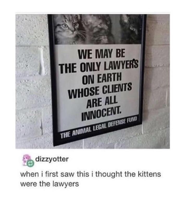 Kittens+at+law%26%238230%3B