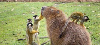 We+could+learn+a+lesson+or+two+from+capybaras.