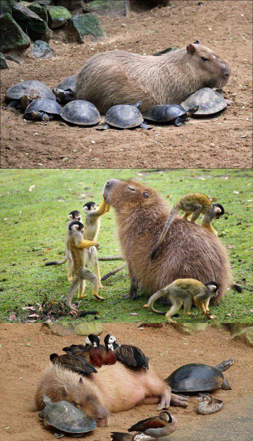We+could+learn+a+lesson+or+two+from+capybaras.