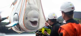 A+happy+Beluga+whale+being+returned+to+the+ocean+after+a+decade+in+captivity