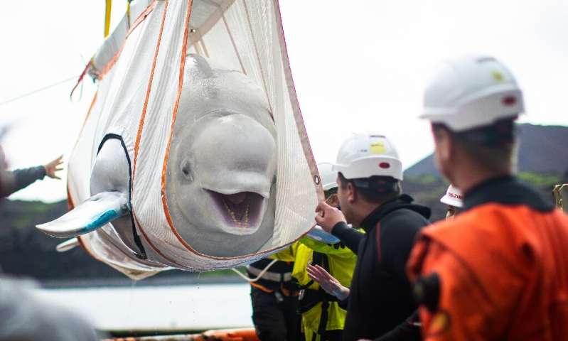 A+happy+Beluga+whale+being+returned+to+the+ocean+after+a+decade+in+captivity