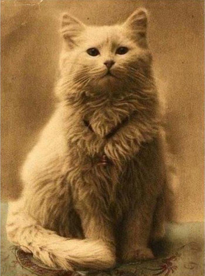 One+of+the+first+cat+pictures+ever+taken%2C+1880s