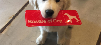 Beware+of+pupper